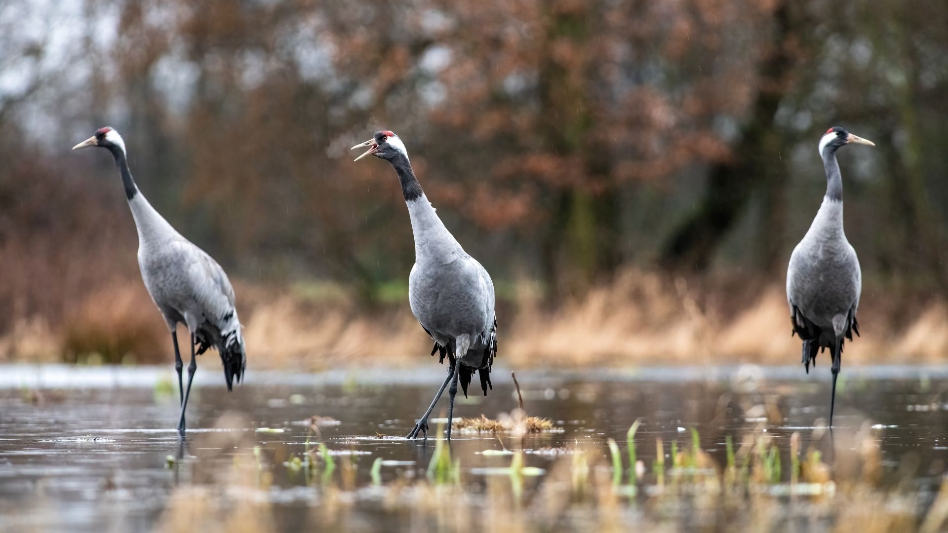 Heron in a restored wetland ecosystem